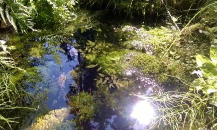 Kuva luonnontilaisesta lähteestä. 