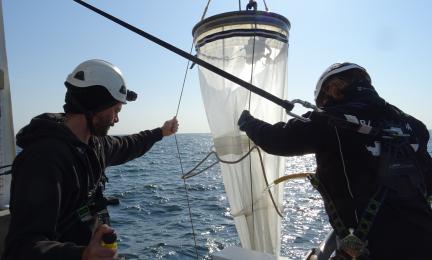 Kaksi tutkijaa laskemassa isoa haavia veteen