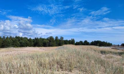 Rantadyyniä Hangon Vedagrundetilla.