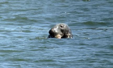 Vedestä pilkistävä hylkeen pää