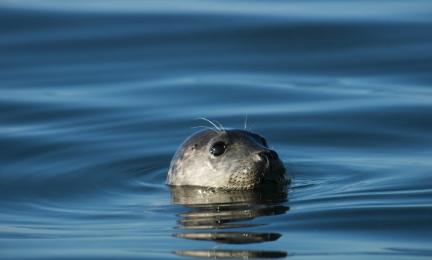 Veden pinnalla näkyvä harmaan hylkeen pää etuviistosta kuvattuna.