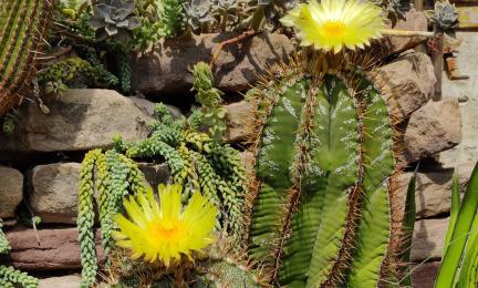 Kukkivia Astrophytum ornatum-kaktuksia, kaktukset kuuluvat CITES-lajieihin.