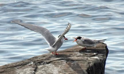 Kaksi kivellä olevaa mustavalkoista lintua. Toisen suussa on pieni kala, jolla se ruokkii poikasta. 