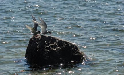 Kaksi mustavalkoista lintua kivellä