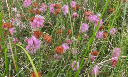 Äärimmäisen uhanalainen kellokanerva.