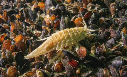 Merenpohjassa kuvattuja mustia ja ruskeita simpukankuoria, joiden päällä kävelee iso kilkki.