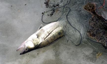 Jäälle nostettu verkkoon jäänyt kala.