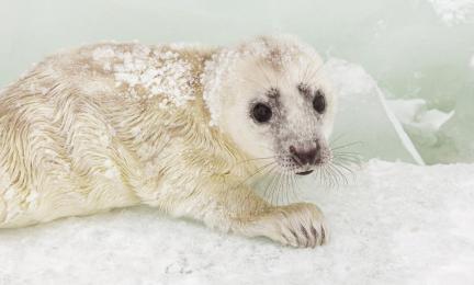Valkoinen hylkeenpoikanen jäällä