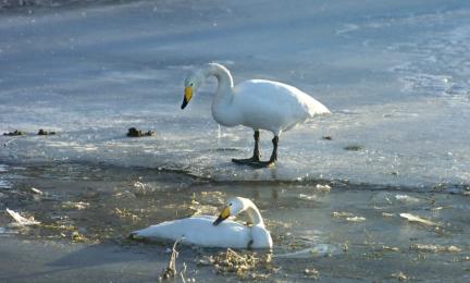 Kaksi isoa valkoista lintua jäällä ja vedessä.