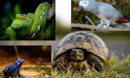 Pytonit, harmaapapukaija, nuolimyrkkysammakot ja kreikankilpikonna ovat CITES-lajeja.