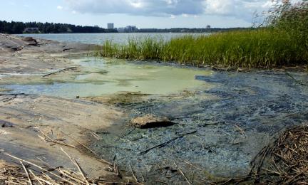 Stenstrand, vass och gröna alger på vattenytan.