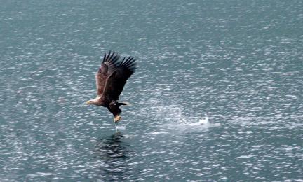 Veden päällä lentävä iso ruskea lintu.