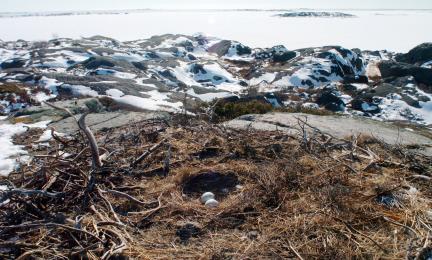 Risuista ja heinistä koottu iso pesä, jossa on kaksi munaa.