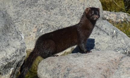 Mustanruskea pitkänomainen näätäeläin kivellä.