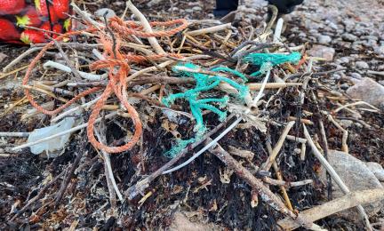 Värikästä muovinarua merimetson pesässä olkien ja rakkohaurun joukossa.