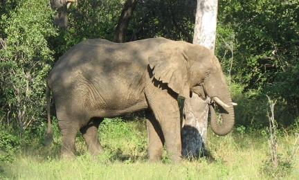 Afrikannorsu Sambiassa