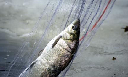 Verkkoon kiinni jäänyt kala.