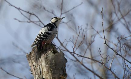 Kuva valkoselkätikasta. 