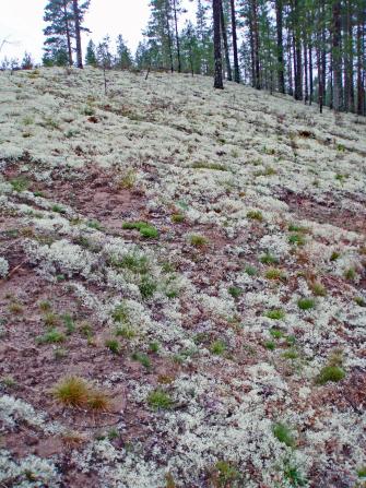 Viettävä avoin poronjäkäläinen rinne, jossa kivennäismaapaljastumia.