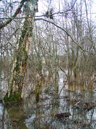 Keväinen lehtipuustoinen ja -pensaikkoinen rantametsä, johon on noussut tulva.