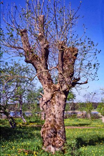 Paksu puu, jonka typistetyistä haaroista versoo uusia oksia.