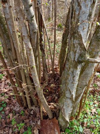 Vanhan pähkinäpensaan tyviosa, reunalla nuoria runkoja, keskellä osin jo lahonneita.