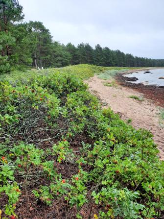 Täta rosenbuskar på toppen av sandstranden.