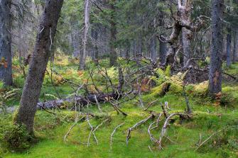 Vanhoja puita ja kaatunut puunrunko sammal- ja saniaispeitteisessä metsässä. Runsaasti aluskasvillisuutta.