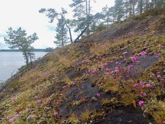 Serpentiinipikkutervakkoa kasvaa järven rantakalliolla. Taustalla vettä, sininen taivas ja puita.
