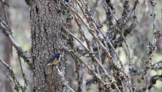 Pieni siniselkäinen lintu istuu männyn kuivalla oksalla. Ympärillä oksistoa.