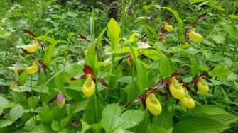 Tikankontin keltaisia kukkia vehreässä ympäristössä.